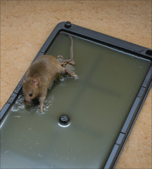 CIS-A glue trap is a sticky flat surface to hold a rodent in place until it can be removed